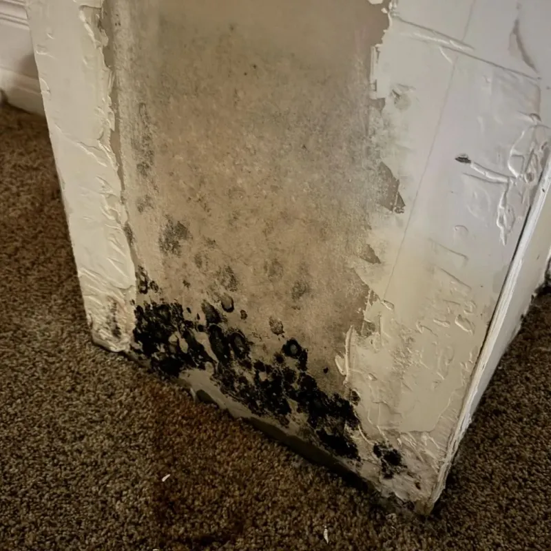 Professional Mold Removal in Boca Pointe, FL